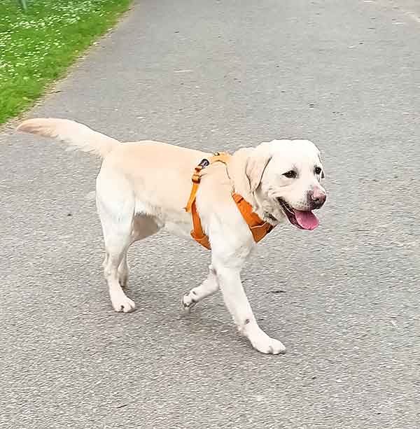 TYSON CHIEN LABRADOR SABLE DE 3 ANS A ADOPTER ADOPTION AU REFUGE SOS ANIMAUX 78 AU CHESNAY ROCQUENCOURT PRES DE VERSAILLES DANS LES YVELINES